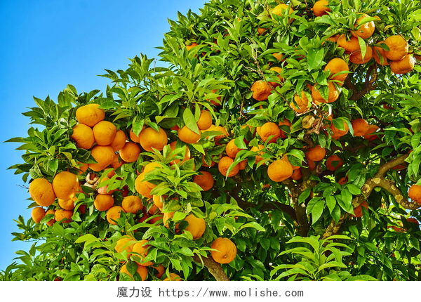 橘树上成熟的橘子桔园。橘树。桔子树上